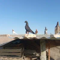 کبوتر کاتی