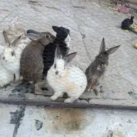 دونه ای ۲۰۰|موش و خرگوش|پاکدشت, شهرک انقلاب|دیوار