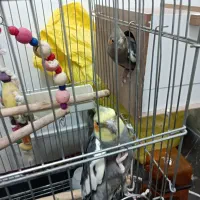 عروس هلندی جفت دستی سخنگو