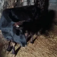 گاو گوساله نر|حیوانات مزرعه|جوانرود, |دیوار