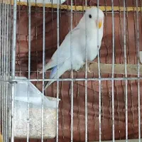 طوطی برزیلی ماده برای جفت اماده