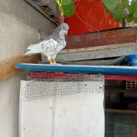 کبوتر گمشده کله وطوقی