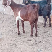 دو عدد بز ابستن سنگین وزن فروشی