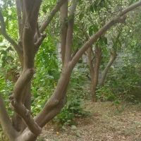 فروش-باغچه