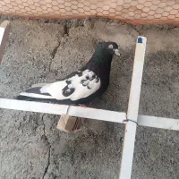سینه ای