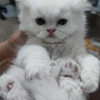 گربه پرشین عروسکی