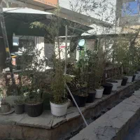 تعدادی گل ودرختچه باگلدون فروشی