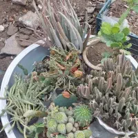 گل و کاکتوس یکجا و به صورت تکی به فروش میرسد|گل و گیاه طبیعی|خوی, |دیوار