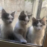 گربه واگذاری