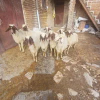 بره نر (کاور ورن)|حیوانات مزرعه|روانسر, |دیوار