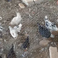 مرغ و خروس و نیمچه