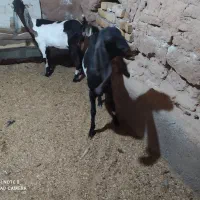 بز جوان و کولار پاکستانی اصیل و زائیده و چاق|حیوانات مزرعه|مشهد, مقدم|دیوار