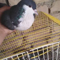 کفتر فروشی ۱۵۰|پرنده|زهک, |دیوار