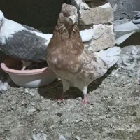 کفتر.سرور.نر.کبوتر|پرنده|گرگان, |دیوار