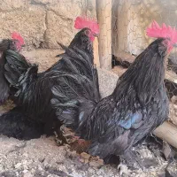 خروس سیاه مرندی اصل|حیوانات مزرعه|مبارکه, |دیوار