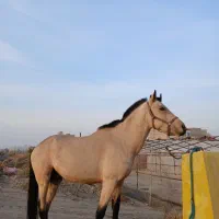 نریان ۲ ساله