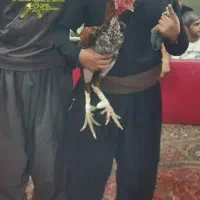 خروس لاری
