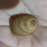 فروشی|کلکسیون اشیاء عتیقه|گنبد کاووس, |دیوار