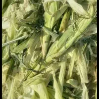 بلال دامی 25 تن و...