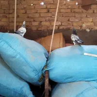 کفتر فروشی|پرنده|آران و بیدگل, |دیوار