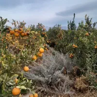 نهال پرتقال نارنگی لیمو|عمده‌فروشی|سراوان, |دیوار