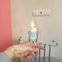 عروس هلندی نر سخنگو