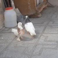 کفتر سالم و سرحال