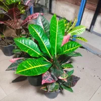 گل و گیاه|گل و گیاه طبیعی|آران و بیدگل, |دیوار