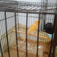 قناری نر مست