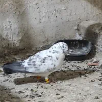 کبوتر بور بوری جفت پرشی کلکسیونی|پرنده|قم, ولیعصر|دیوار