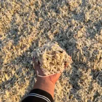 شبانه روزی خدمت شما عزیزان|حیوانات مزرعه|کرج, خرمدشت|دیوار