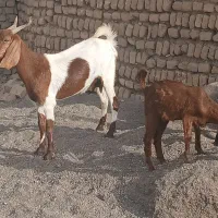 بزچاوش|حیوانات مزرعه|مشهد, اروند|دیوار