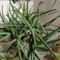 گلوگیاه طبیعی