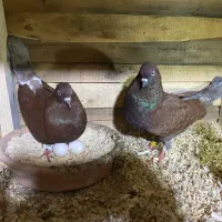 کبوتر جفتی پا به تخم
