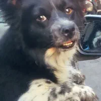 سگ گمشده