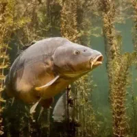 ماهیگیران بخونند