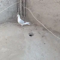 دوبال پلاکی