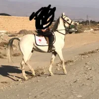 سیلمی کرد عرب