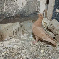 دم سفید و کرمانی|پرنده|بیرجند, |دیوار