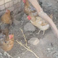 مرغ و کبوتر|پرنده|فرح دشت, |دیوار