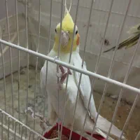 عروس هلندی رو تخم|پرنده|تربت جام, خیرآباد|دیوار