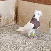 کبوتر|پرنده|اهواز, منازل کارون|دیوار