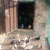 رنگی/هندیجان