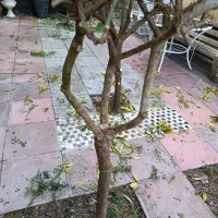 خدمات تخصصی هرس سم پاشی و چمن زنی|خدمات باغبانی و درختکاری|خمام, |دیوار