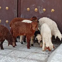 بره|حیوانات مزرعه|اهواز, زوویه ۲|دیوار