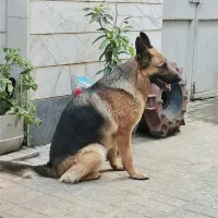 سگ ژرمن شپرد