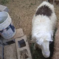 فروش بره نر نژاد شیرازی سر حال و درجه یک|حیوانات مزرعه|نیریز, |دیوار