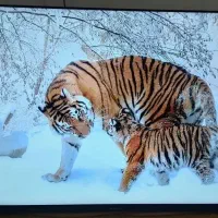 تلویزیون ال ای دی ۵۰اینج مدیا استار فورکی اندروید|تلویزیون و پروژکتور|آبادان, |دیوار