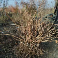 نهال انگور تضمینی|خدمات باغبانی و درختکاری|ارومیه, |دیوار