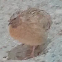 ۲۰ عدد بلدرچین گوشتی